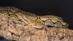 62.5% SD Reticulated Python