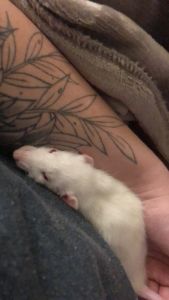 2 male rats