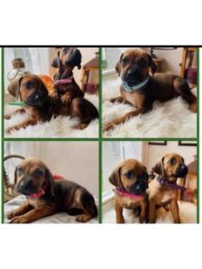 Adorable Rhodesian Ridgeback Pedigree Puppies