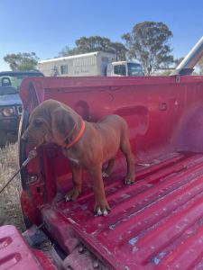 Rhodesian Ridgeback puppies