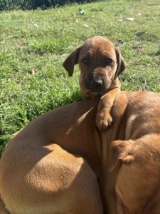 2 female ridgeback x