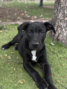 Ridgeback x wolfhound pup