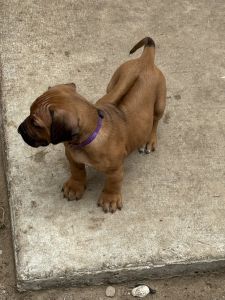 Rhodesian ridgeback