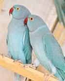 Blue Indian Ring Neck Talking Parrot, 4 Month Old