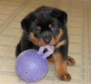 WORLD CLASS ROTTWEILERS