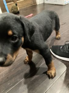Rotweiler puppy male