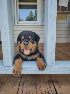 German Rottweiler pups