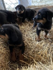 Rottweiller Puppies