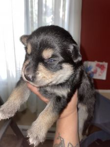 We have Rottweiler husky pups
