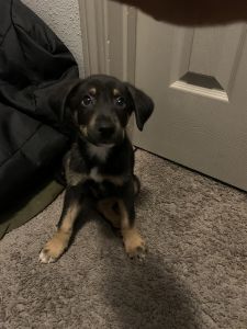 Looking to rehome / male Rottweiler puppy looking for a new home