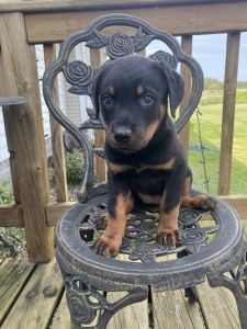 Rottweiler female pup