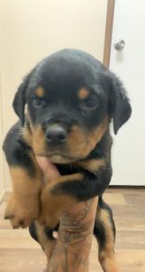 AKC Rottweiller puppies