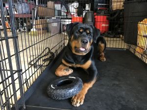 8 MONTH OLD FEMALE PUP (Intact)