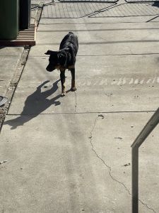 9 month old female Rottweiler