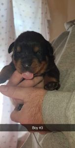 AKC Rottweiler Puppies