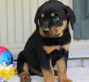 rottweiller puppies
