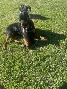 1 year old Rottweiler