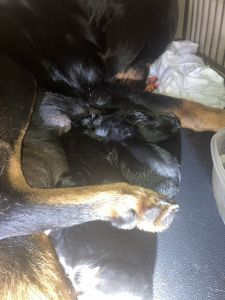 Rottweiler puppies for sale