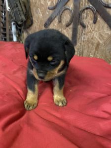 Rottweiler puppies