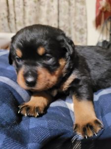 Rottweiler puppies for sale