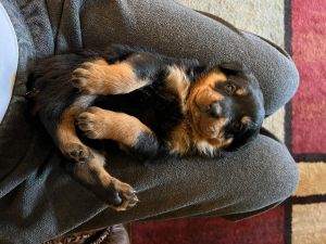 Ready April 1st! Easter puppies!