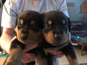 Rottweiler puppies
