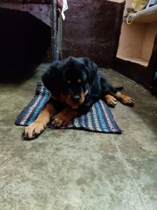 I want sale my 2 months rotwiller puppy