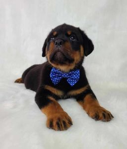 Rottweiler puppy