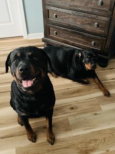 Rottweiler puppies for sale