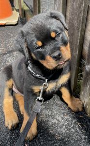 Rottweiler Puppies