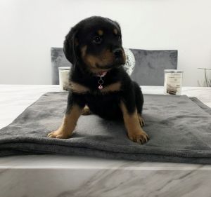 AKC ROTTWEILER PUPPIES