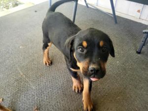 Rottweiler pups 4 sale
