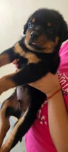 Here's a friend for you