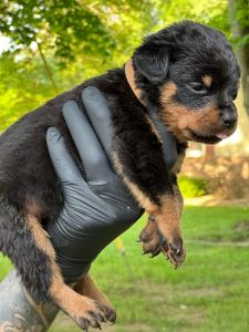 AKC rottweiler puppies!