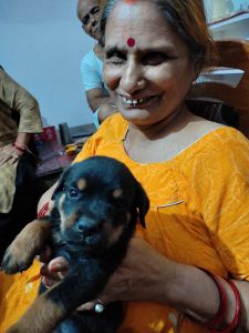 Rottweiler puppies for sale anyone interested