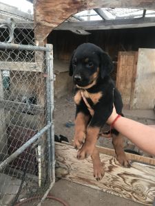 Female German American rottwieler puppy