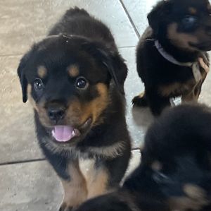 Rottweiler puppies