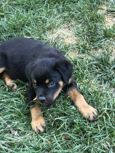 AKC German Rottweilers