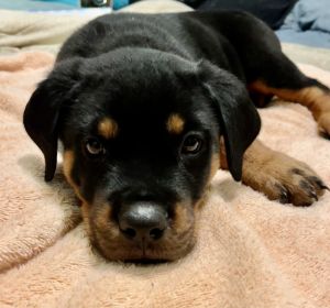 German Rottweiler puppies