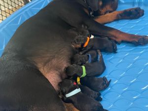 Rottweiler puppies