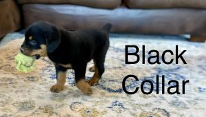 6 male Non-Registered Rottweiler Puppies