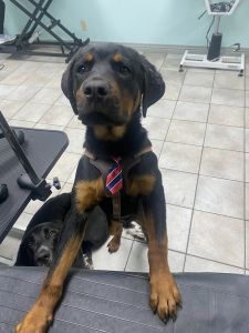 Papered Male Rottweiler