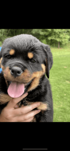 German Rottie puppies