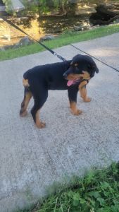 Sassy is a energetic and playful dog with a high IQ