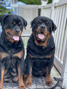 Rottweiler Puppies
