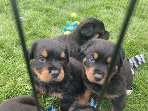 Rottweiler Puppies for Sale