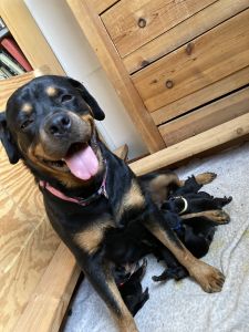 Rottweiler puppies