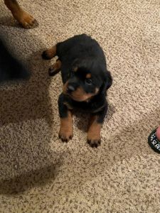 Rottweiler Puppies