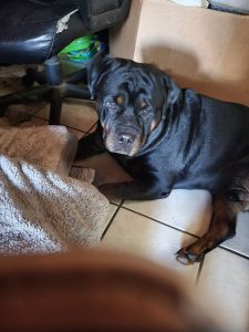 Akc rottweiler puppies