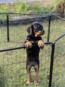 Rottweiler Puppies